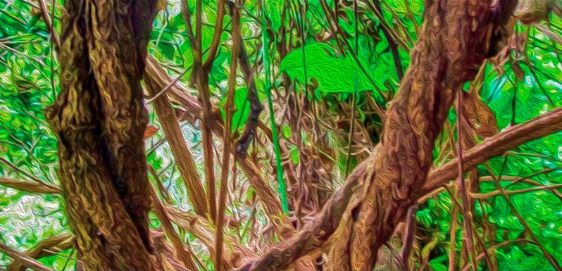 Ayahuasca